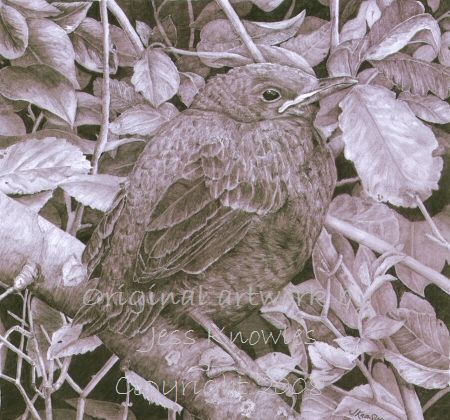 Baby blackbird,  2008 Jess Knowles