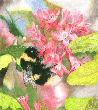 Bee on ribes,  2007 Jess Knowles