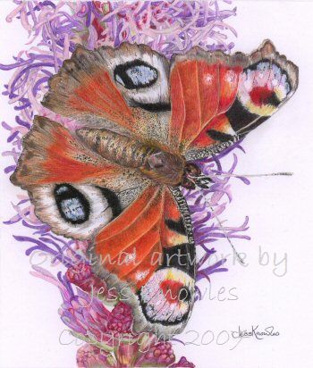 Peacock butterfly,  2007 Jess Knowles