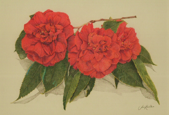 Camellias,  2009 Jess Knowles