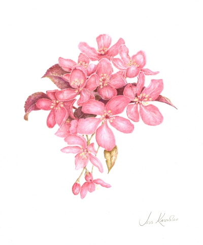 Cherry blossom,  2010 Jess Knowles