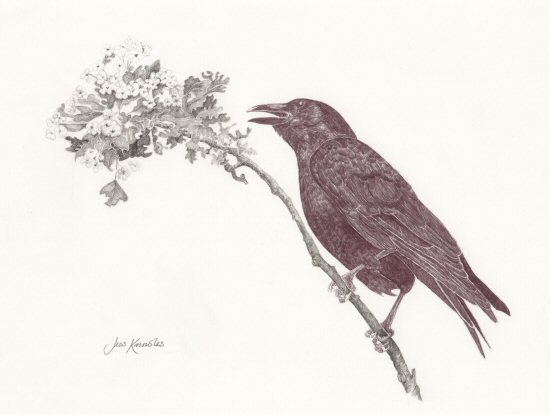 Crow