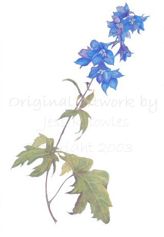 Delphinium,  2003 Jess Knowles