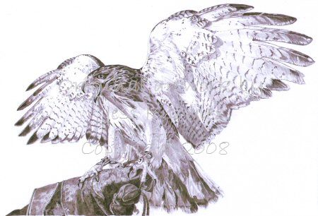 Red tailed hawk,  2008 Jess Knowles