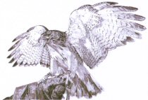 Red-tailed hawk