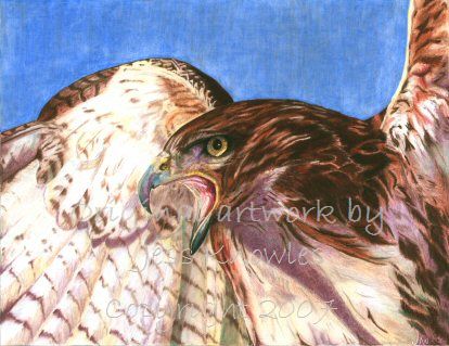 Red tailed hawk,  2007 Jess Knowles