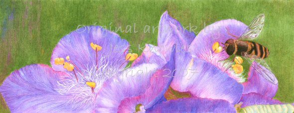 Hoverfly on tradescantia flowers, mixed media (coloured pencil and acrylic ink)  2007 Jess Knowles