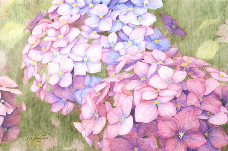 Hydrangea,  2011 Jess Knowles