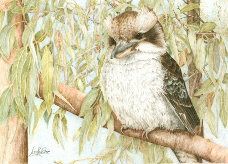 Kookaburra,  2009 Jess Knowles