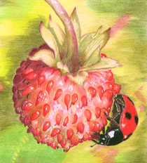 Ladybird and Alpine strawberry, � 2008 Jess Knowles