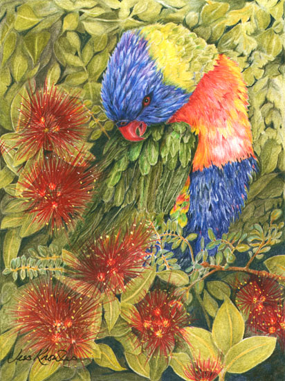 Lorikeet,  2011 Jess Knowles