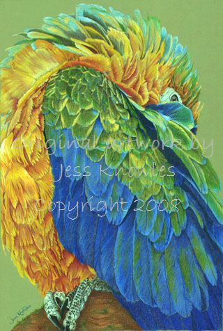 Macaw,  2008 Jess Knowles