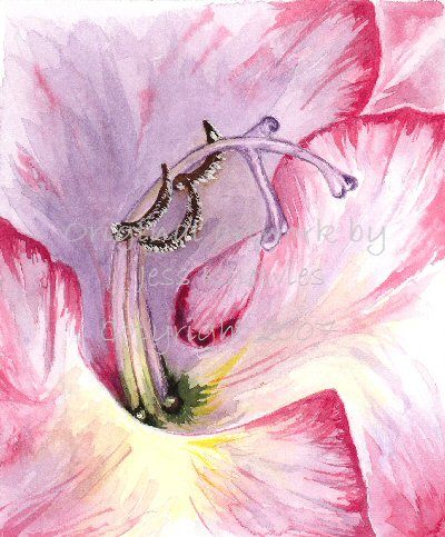 Pink Gladiolus,  2007 Jess Knowles
