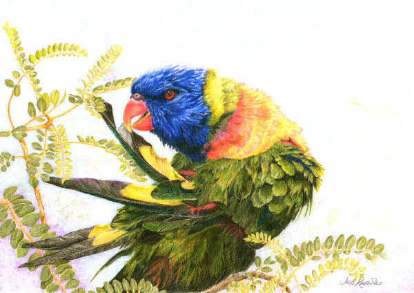 Preening,  2010 Jess Knowles