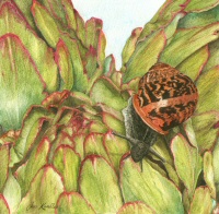 Snail and artichokes, � 2008 Jess Knowles