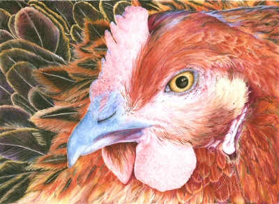 Sophie's hen,  2009 Jess Knowles