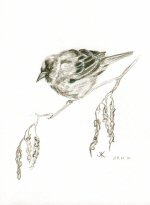 Winter sparrow,  2007 Jess Knowles
